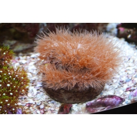 CORAL CARPET BROWN gr