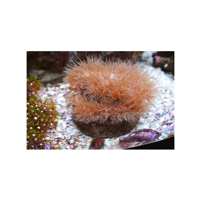 CORAL CARPET BROWN gr