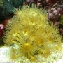 Coral Yellow Polyps Gr