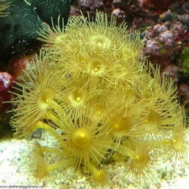 Coral Yellow Polyps Gr
