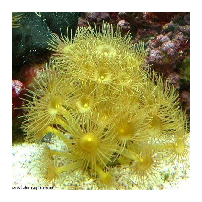 Coral Yellow Polyps Gr