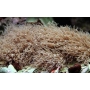 CORAL STAR POLYPS BROWN P