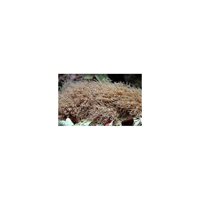 CORAL STAR POLYPS BROWN P