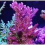 CORAL ACROPORA RED PLANET MED