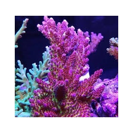 CORAL ACROPORA RED PLANET MED