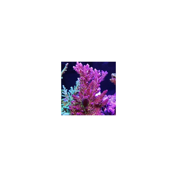 CORAL ACROPORA RED PLANET MED