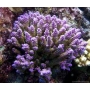 Coral Acropora Color Muda Md