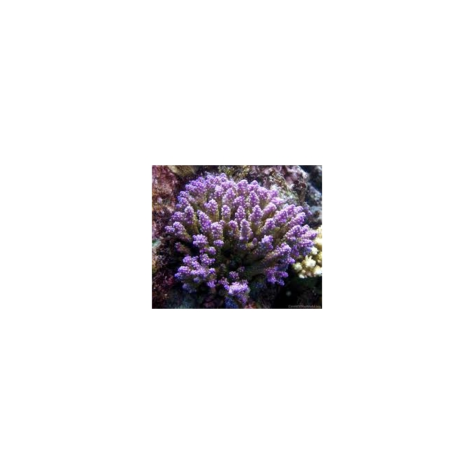 Coral Acropora Color Muda Md