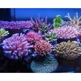 Coral Acropora Color Muda Peq