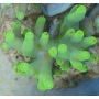 Coral Acropora Locani Banana Peq