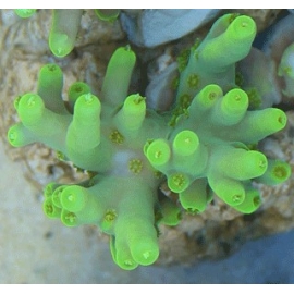 Coral Acropora Locani Banana Peq