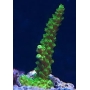 CORAL ACROPORA YONGUEI PQ