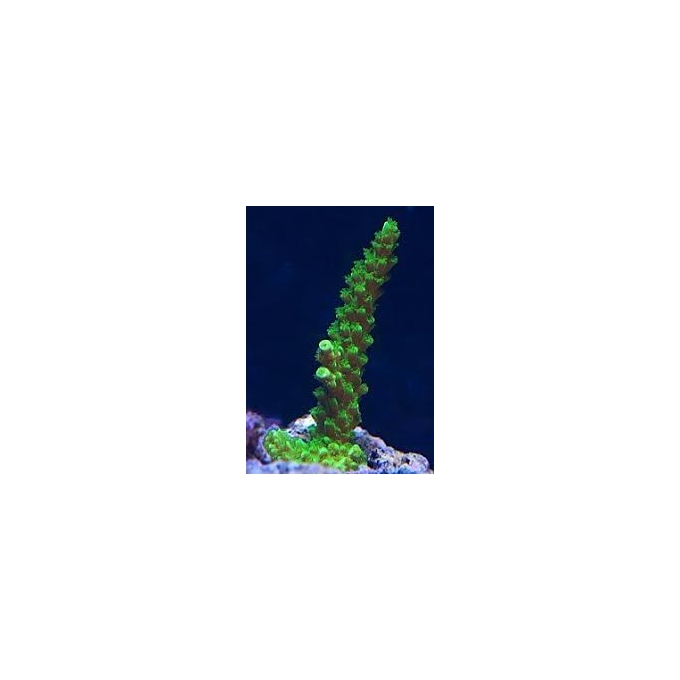 CORAL ACROPORA YONGUEI PQ