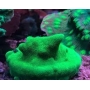 CORAL PSAMMOCORA GREEN GR