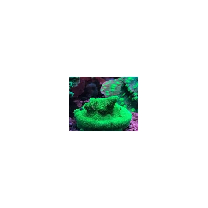 CORAL PSAMMOCORA GREEN GR