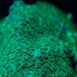 CORAL PSAMMOCORA GREEN HULK MD