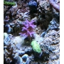Coral Seriatopora Hystrix Pink Peq