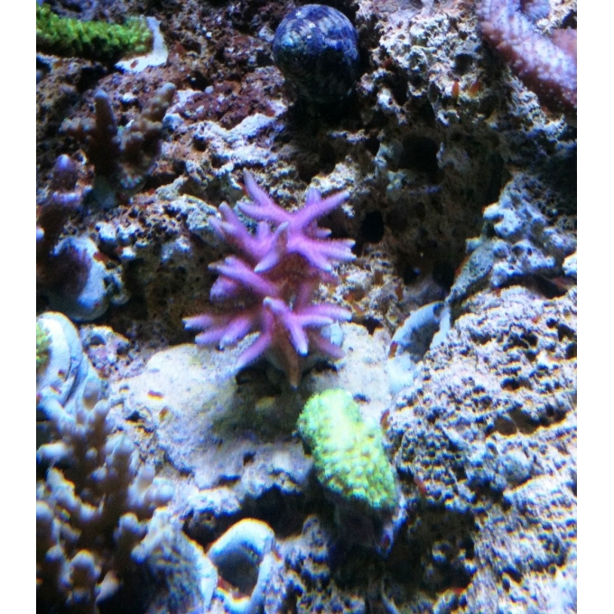 Coral Seriatopora Hystrix Pink Peq