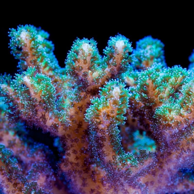 CORAL POCILLOPORA GREEN AND PURPLE PQ