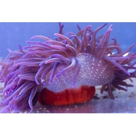 anemona long tentacle purple