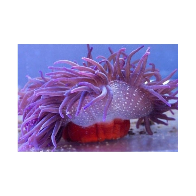 anemona long tentacle purple