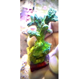 CORAL EDINOPHORA colonia
