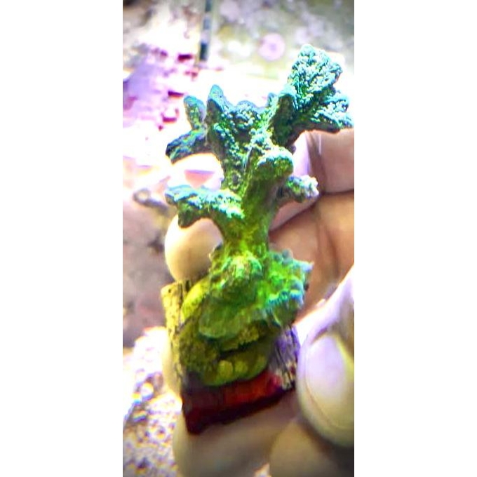 CORAL EDINOPHORA colonia