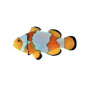 palhaco ocellaris snowflake pq