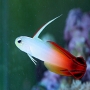goby fire fish pq