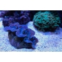 tridacna crocea color 4-5cm