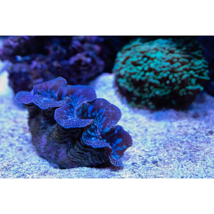 tridacna crocea color 4-5cm