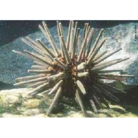 ourico pencil caribe