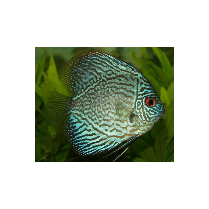 acara disco azul turqueza pq