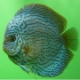 acara disco azul turqueza pq