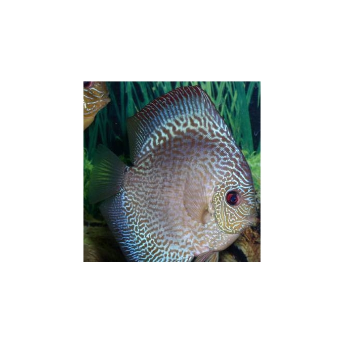 acara disco snake skin blue gr