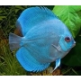 Acará Disco Blue Daimond Imp 16 cm