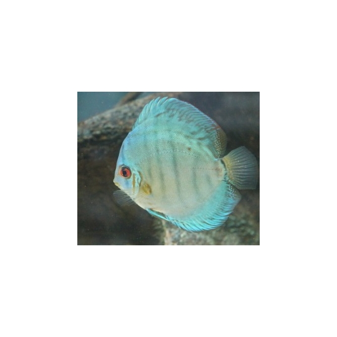 Acará Disco Cobalt Green Imp 9cm