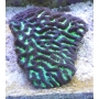 Coral Platygira Ultra Green Austra pq