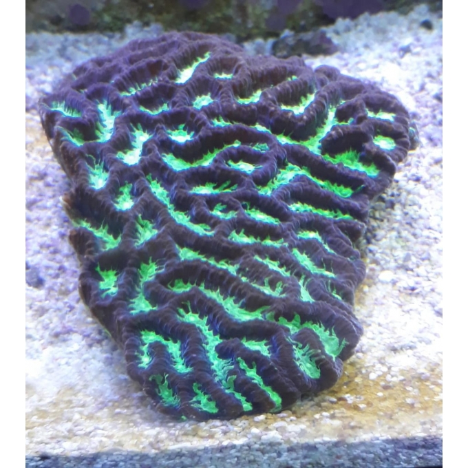 Coral Platygira Ultra Green Austra. Gr