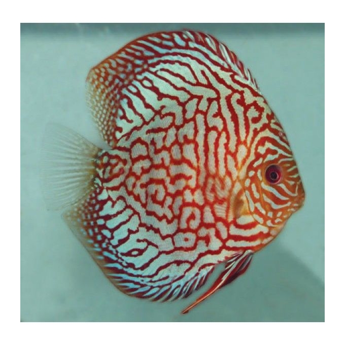 Acará Disco Turquoise Imp 9cm