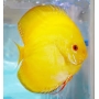 ACARA DISCO YELLOW DIAMOND ALBINO 14CM