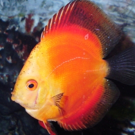 acara disco red melon gr