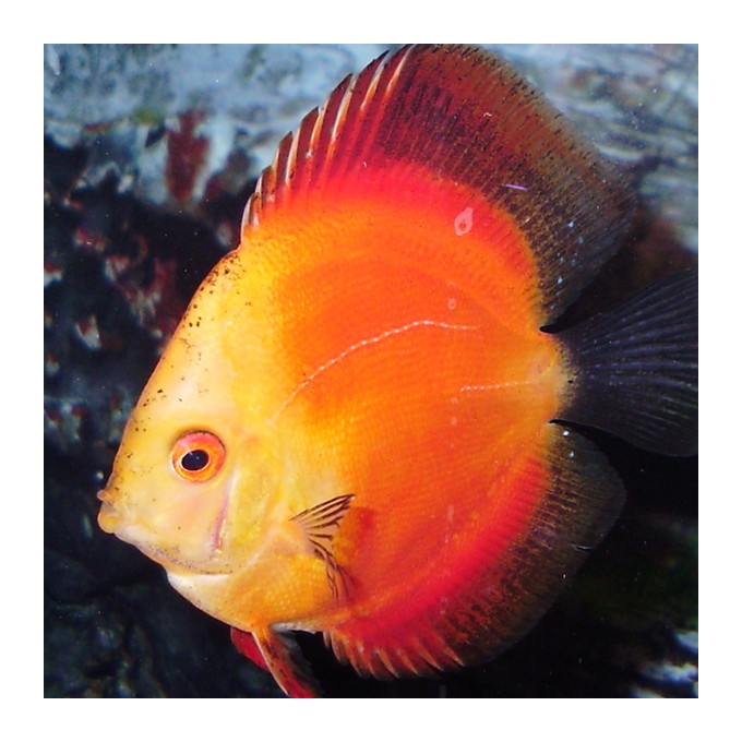 acara disco red melon gr