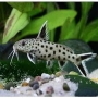 Synodontis Petricola Pq