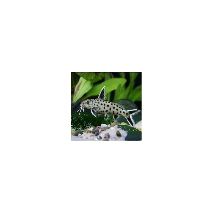 Synodontis Petricola Pq