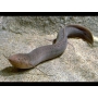 PROTOPTERUS AFRICAN LUNGFISH