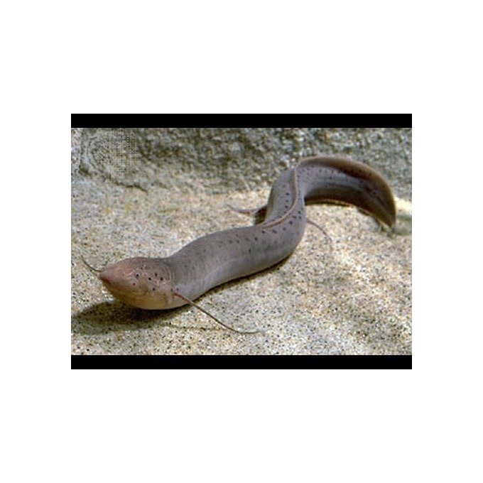 PROTOPTERUS AFRICAN LUNGFISH