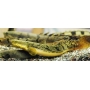 POLYPTERUS PALMAS POLLI 30cm