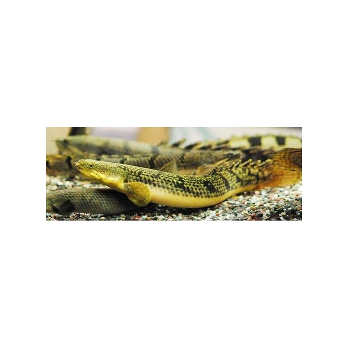 POLYPTERUS PALMAS POLLI 30cm