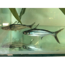Pangasius Comun Md
